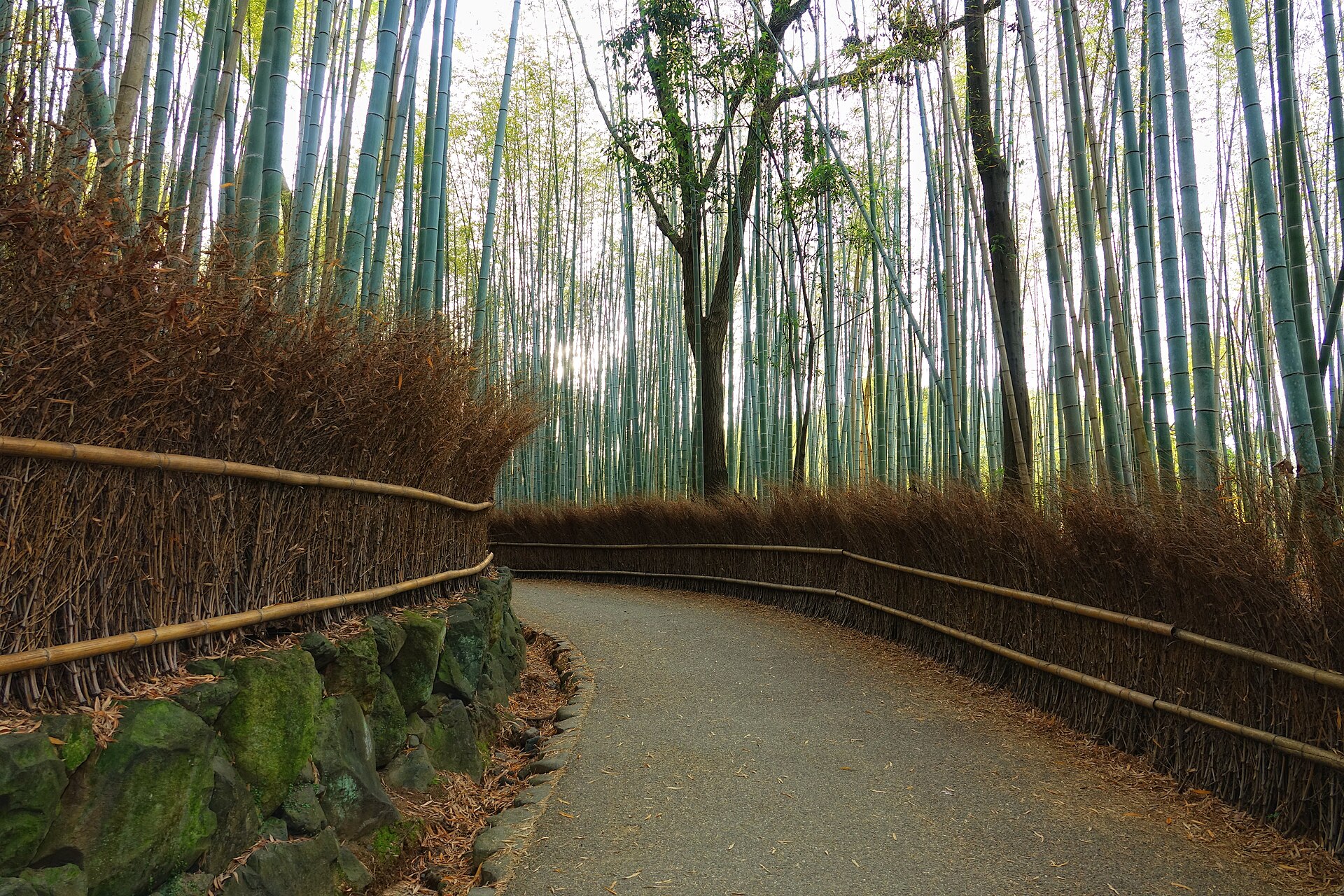 Sentier bordé de hautes tiges de bambous dans la bambouseraie d'Arashiyama, à Kyoto.