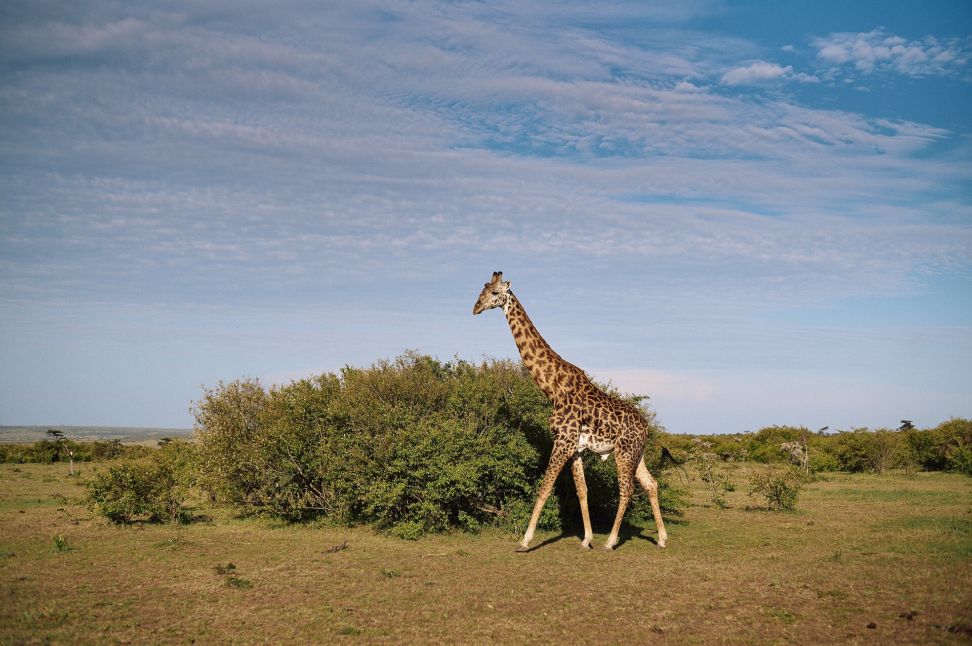 Girafe Masai marchant seule dans la savane près d'un buisson, réserve du Masai Mara au Kenya