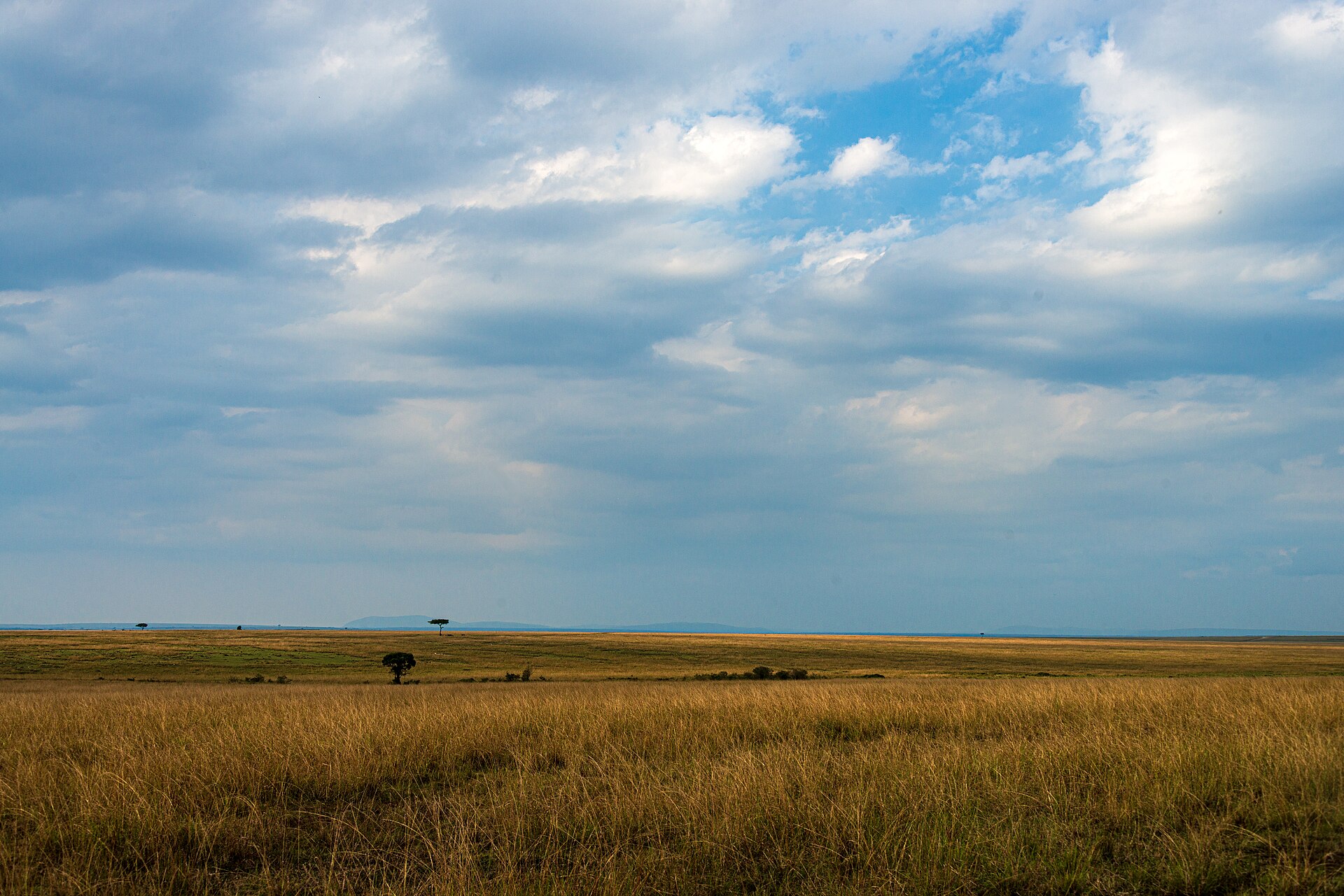 Vaste plaine herbeuse de la savane du Masai Mara avec quelques acacias isolés sous un ciel nuageux
