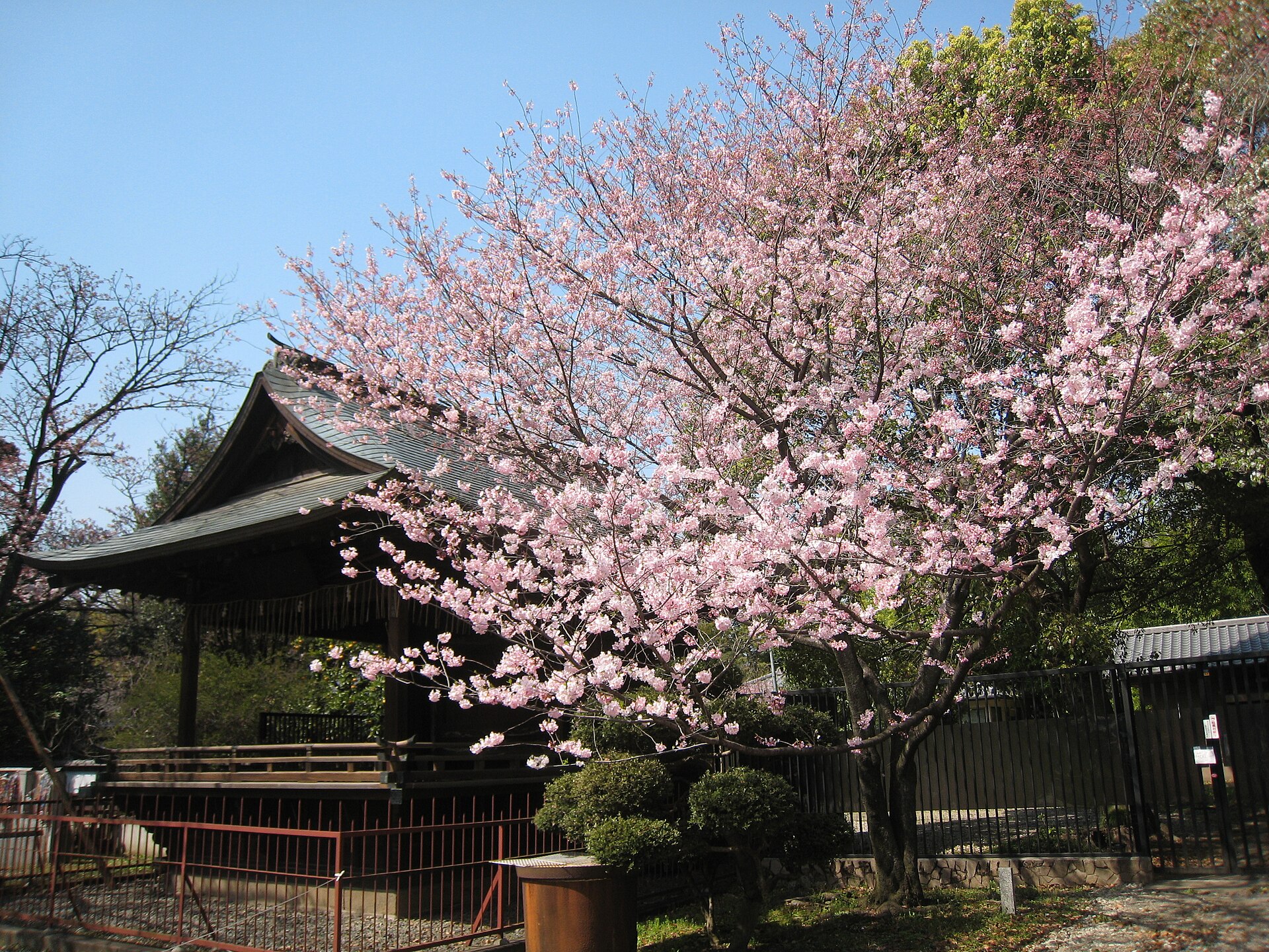 Cerisiers en fleurs devant un pavillon en bois du sanctuaire Ueno Tōshō-gū, dans le parc d'Ueno.